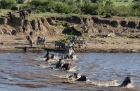 wildebeest and zebras crossing the Mara River, Serengeti, Tanzania